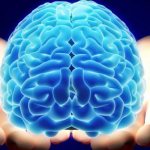 анатомия головного мозга человека