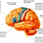 Что из себя представляет атаксия и как ее лечить