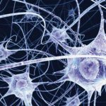 Что такое нейроны