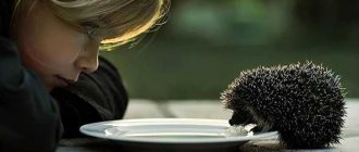 Girl with a hedgehog