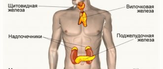 Endocrine glands