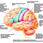 Functional areas of the brain. When the blood supply to certain areas of the brain is disrupted, patients experience corresponding neurological symptoms (image: Science and Life) 