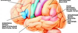 Functional areas of the brain. When the blood supply to certain areas of the brain is disrupted, patients experience corresponding neurological symptoms (image: Science and Life) 