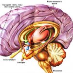 pituitary