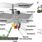 Mutations in dystrophin