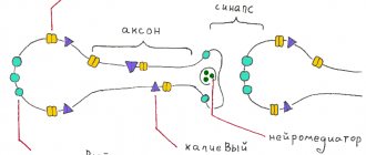 Описание схемы передачи сигнала в нейронах