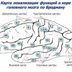 Поля Бродмана