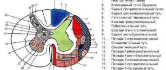 Spinal cord pathways