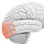 расположение затылочной доли головного мозга