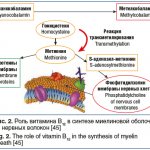 Rice. 2. The role of vitamin B12 in the synthesis of the myelin sheath of nerve fibers [45] 2. The role of vitamin B12 in the synthesis of myelin sheath [45] 