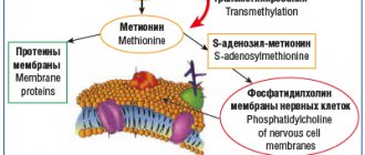 Rice. 2. The role of vitamin B12 in the synthesis of the myelin sheath of nerve fibers [45] 2. The role of vitamin B12 in the synthesis of myelin sheath [45] 