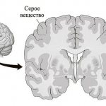 gray and white matter of the brain