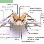 Схематичное строение спинного мозга в поперечном разрезе