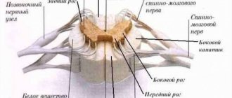 Schematic cross-section of the spinal cord