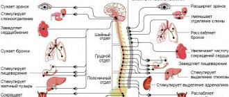 Sympathetic and parasympathetic nervous system