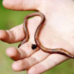 Сколецифобия: причины возникновения боязни червей