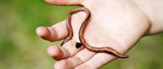 Сколецифобия: причины возникновения боязни червей