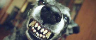 Собака показывает свои зубы