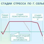 стадии стресса по селье