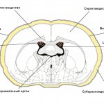 Structure of the central nervous system