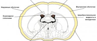 Structure of the central nervous system