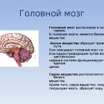 Brain structure