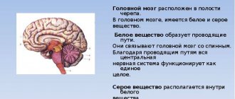 Brain structure