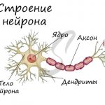 Neuron structure