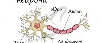 Neuron structure