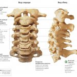 Structure of the cervical spine