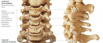 Structure of the cervical spine