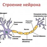 Neuron structure