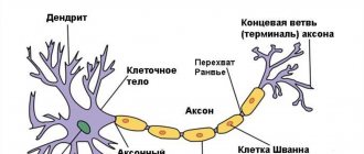 Neuron structure