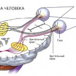 зрительная система человека