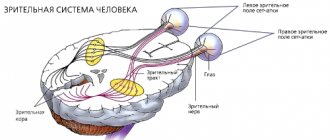 human visual system